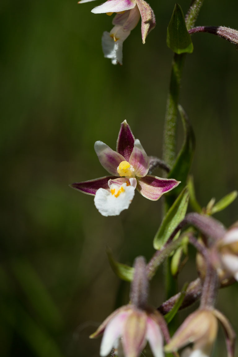 Kärrknipprot, Marsh Helleborine, Epipactis palustris