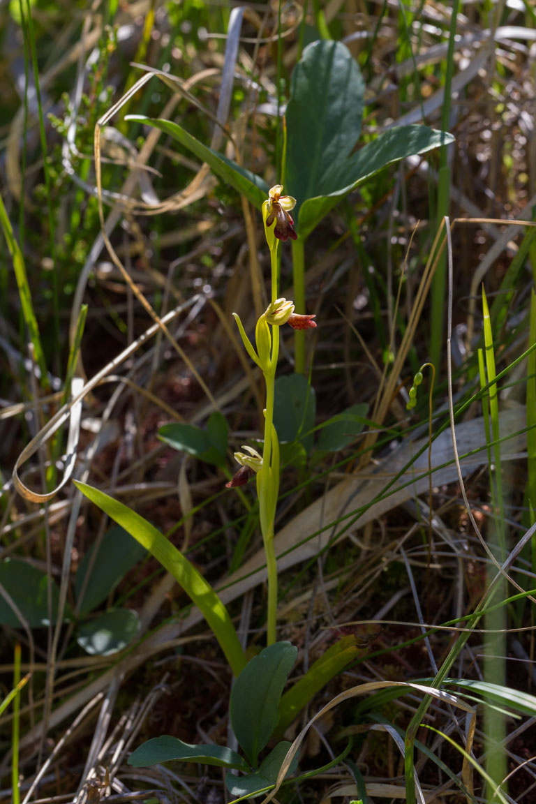 Flugblomster, Fly Orchid, Ophrys insectifera