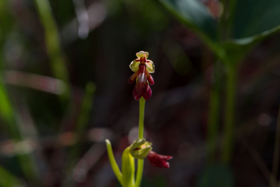 Flugblomster, Fly Orchid, Ophrys insectifera