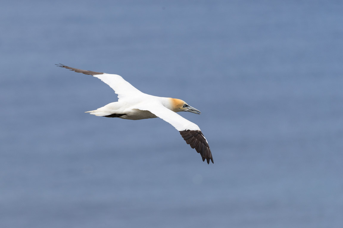 Havssula, Northern gannet, Morus bassanus