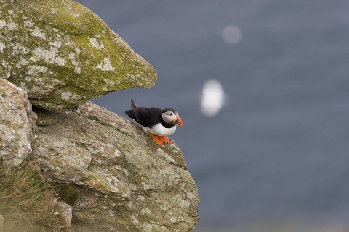 Lunnefågel, Puffin, Fratercula arctica