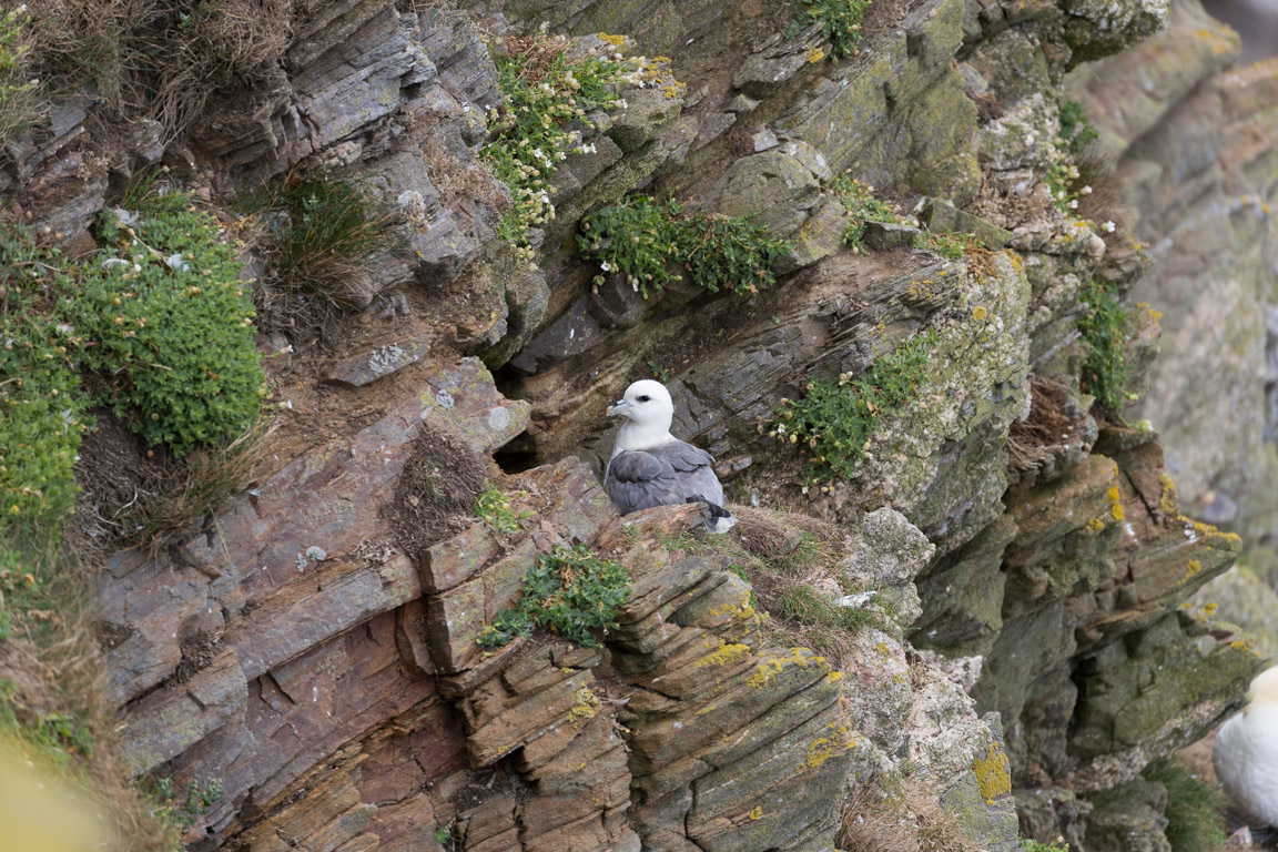 Stormfågel, Northern fulmar, Fulmarus glacialis