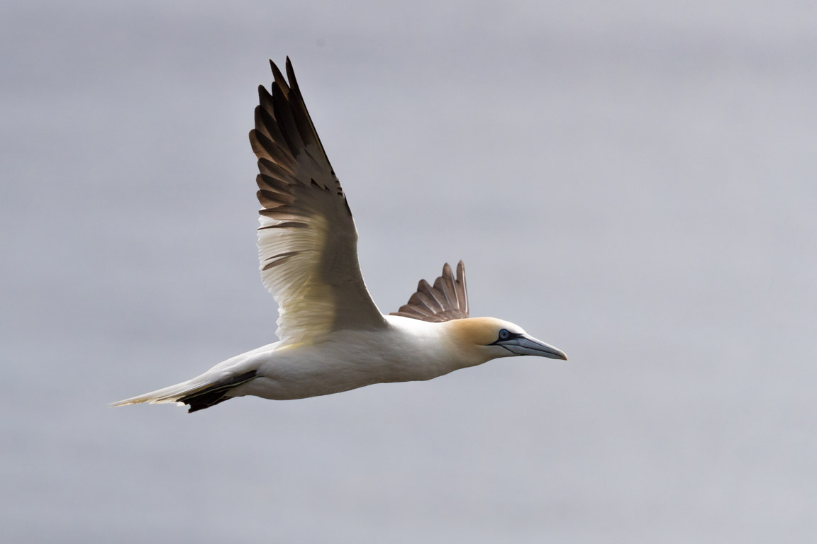 Havssula, Northern gannet, Morus bassanus