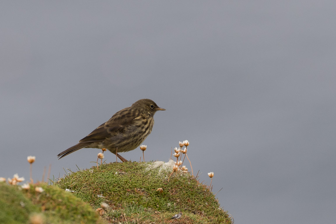 Skärpiplärka, Rock Pipit, Anthus petrosus