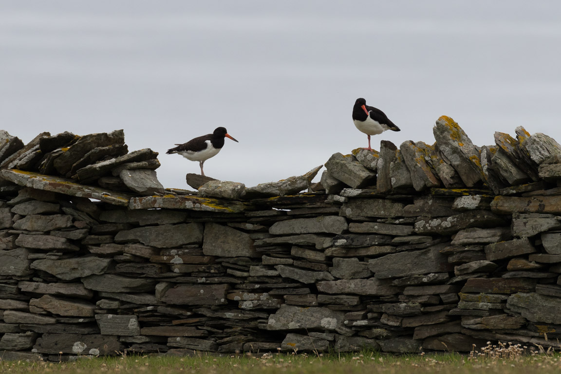 Strandskata, Eurasian oystercatcher, Haematopus ostralegus