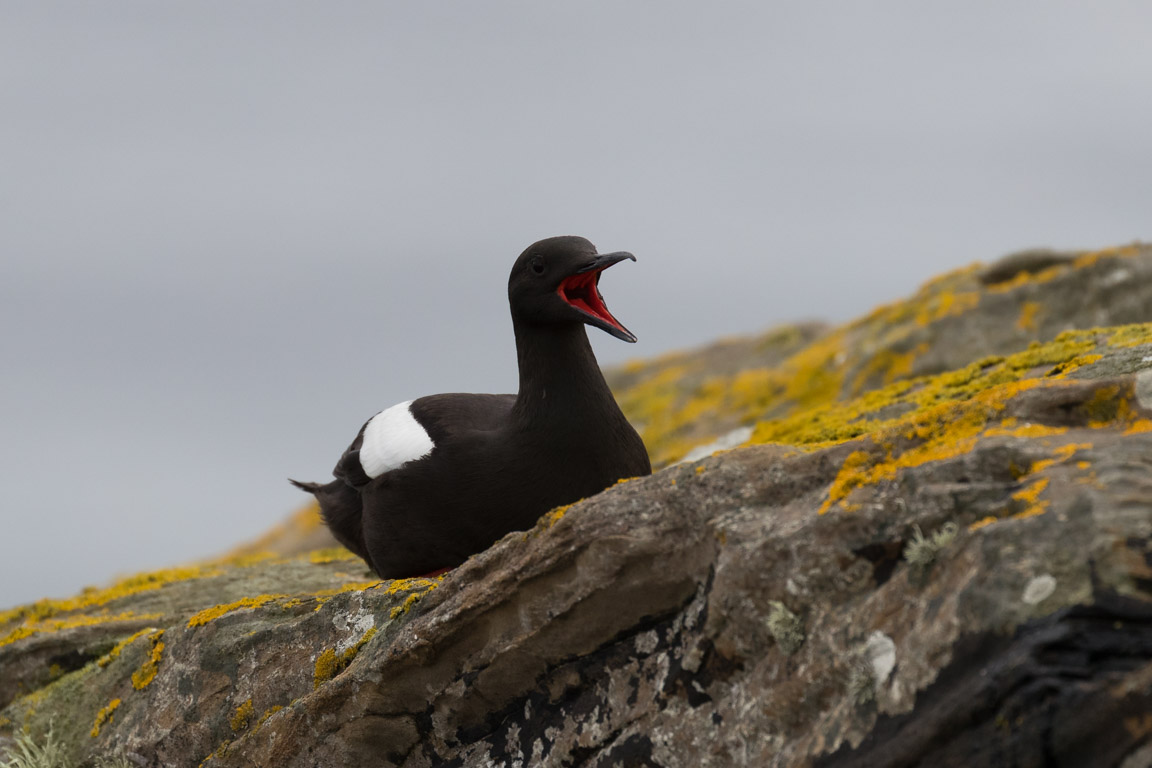 Tobisgrissla, Black guillemot, Cepphus grylle