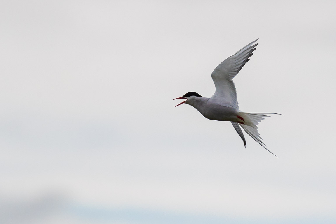 Silvertärna, Arctic terna, Sterna paradisaea