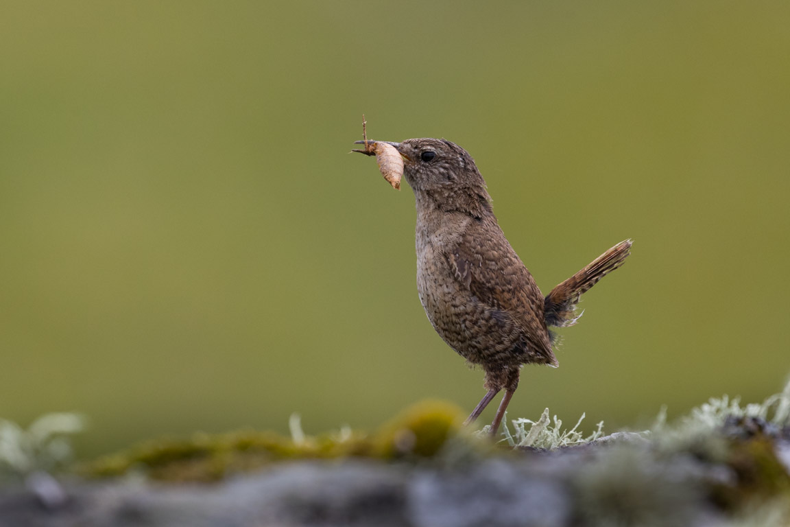 Shetlandsgärdsmyg, Shetland wren, Troglodytes troglodytes ssp. zetlandicus