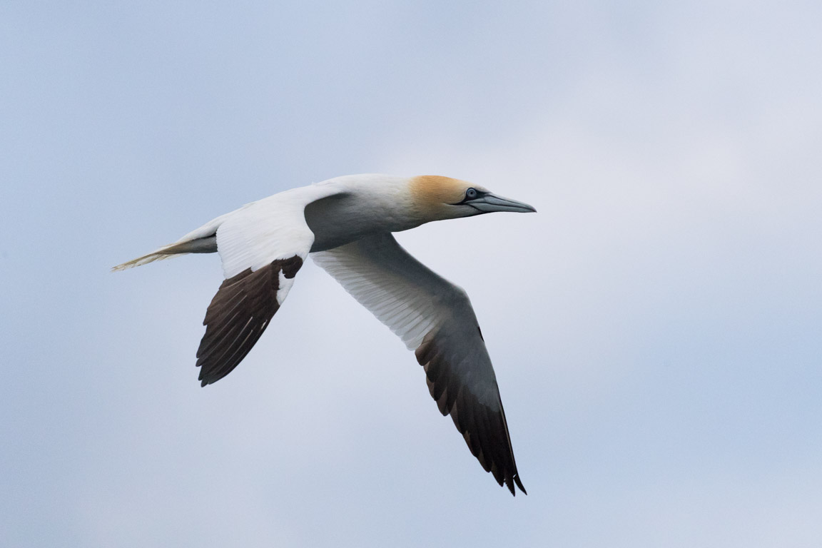 Havssula, Northern gannet, Morus bassanus