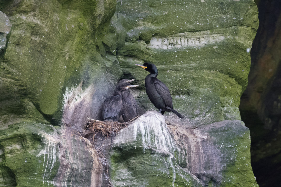 Toppskarv, European shag, Phalacrocorax aristotelis