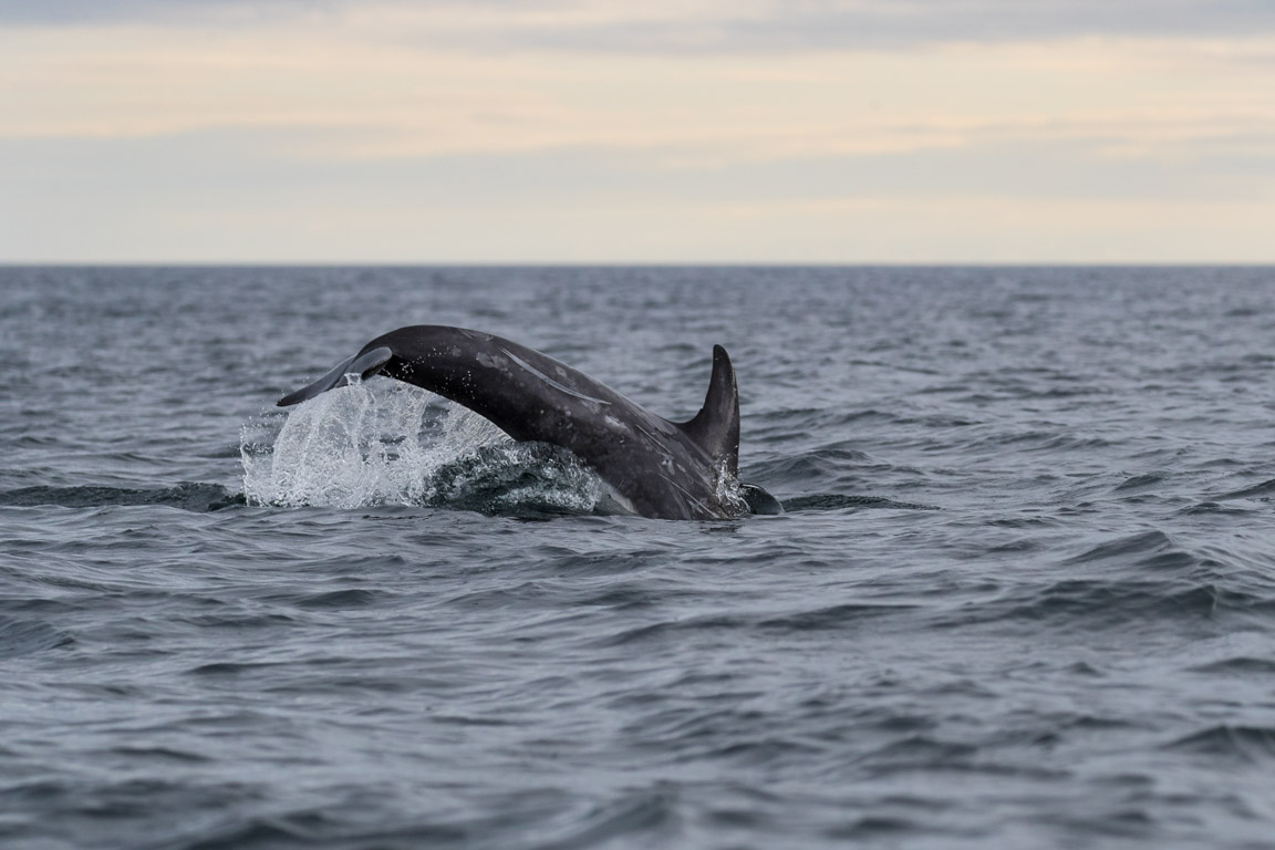 Rissos delfin, Risso's dolphin, Grampus griseus