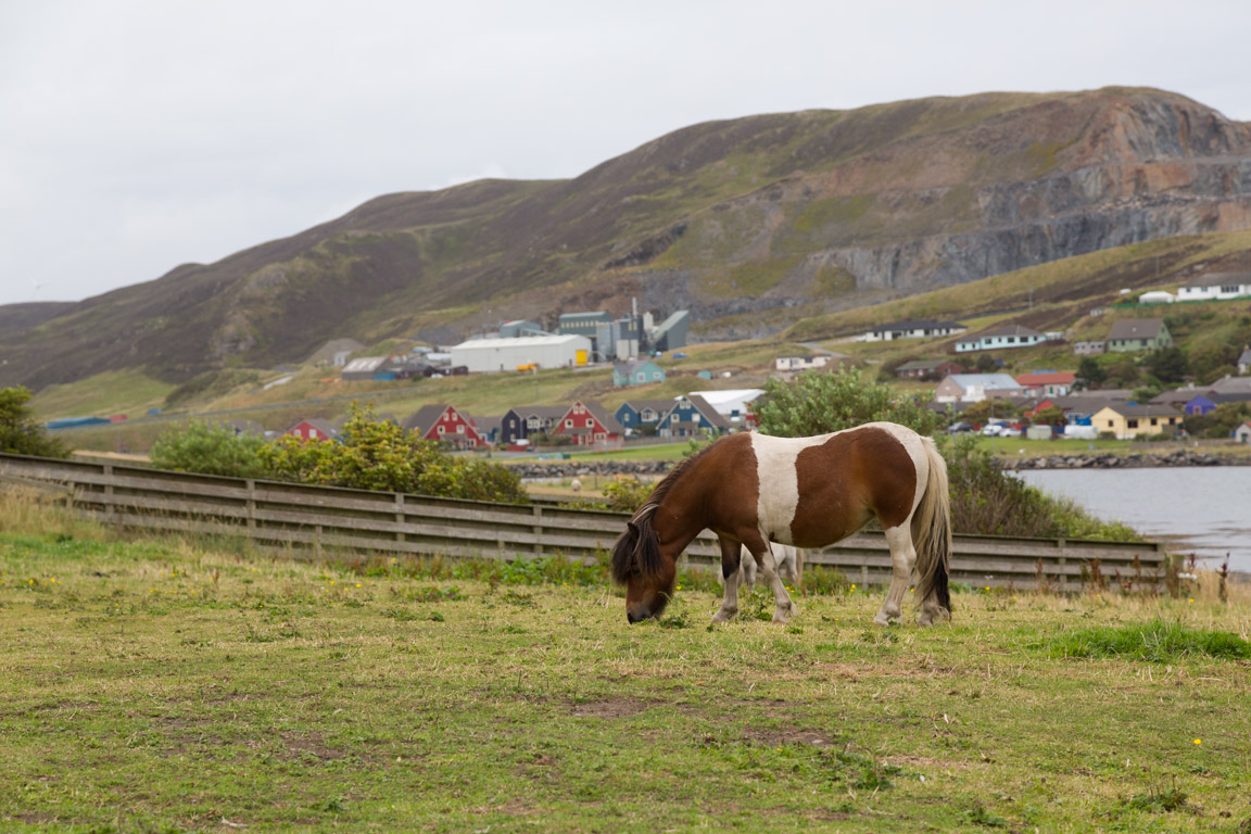 Shetlandsponny