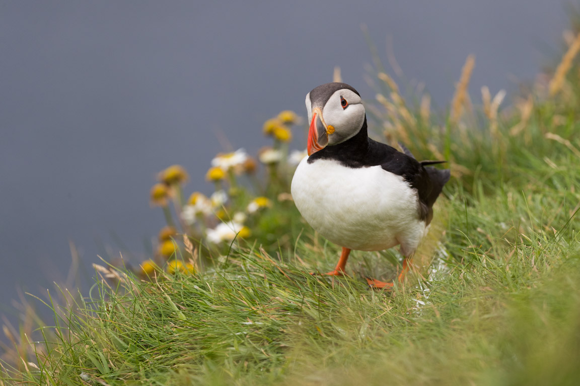 Lunnefågel, Puffin, Fratercula arctica