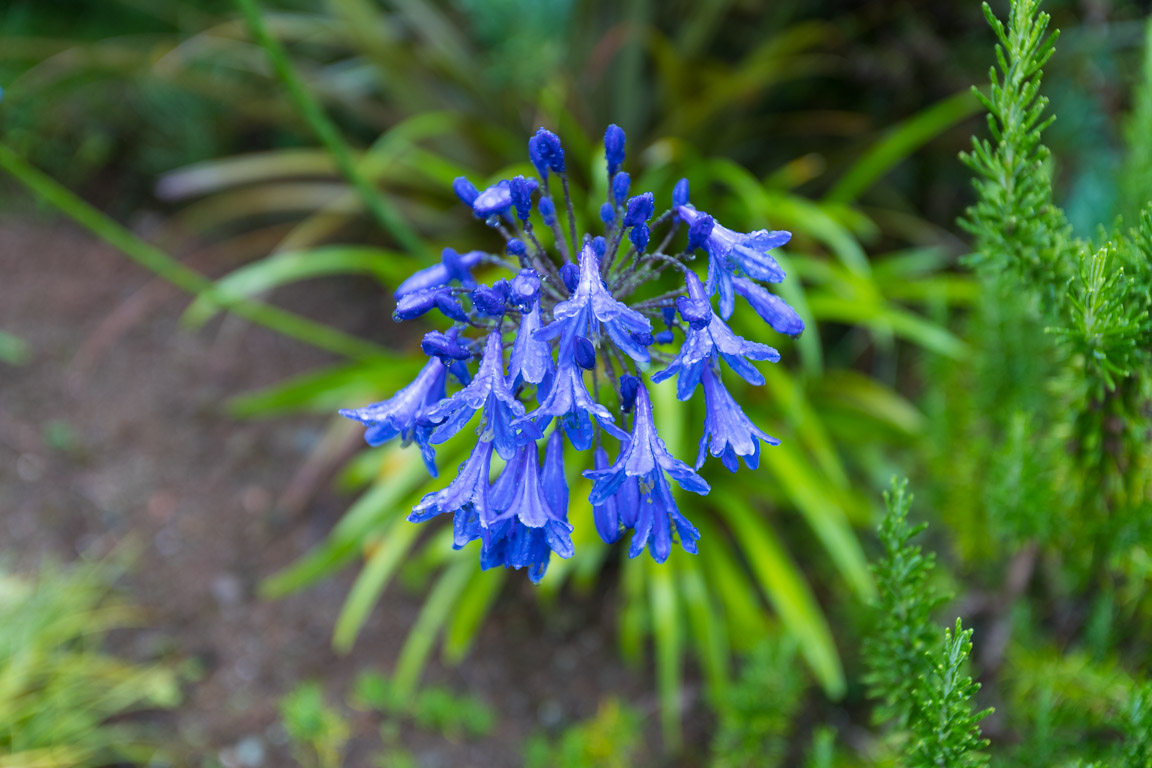 Regnblöt blomma