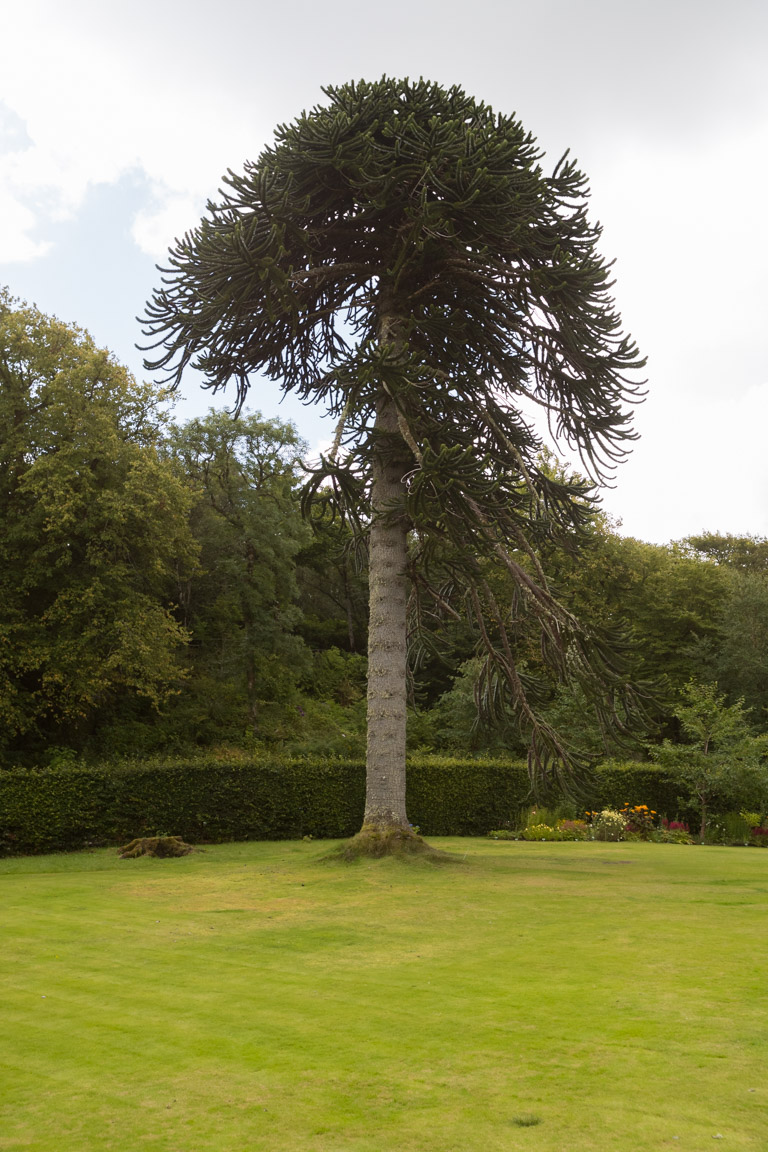 Monkey Puzzle Tree