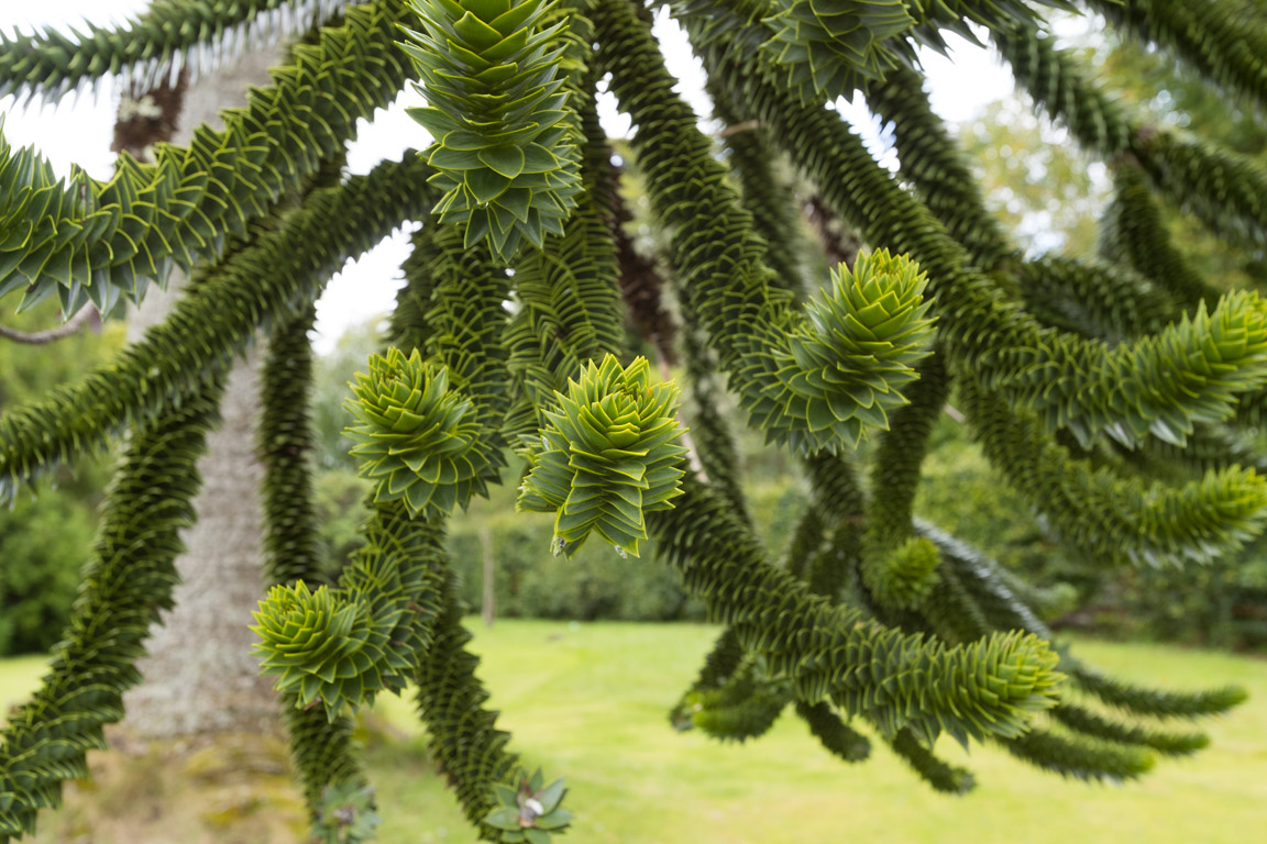 Monkey Puzzle Tree