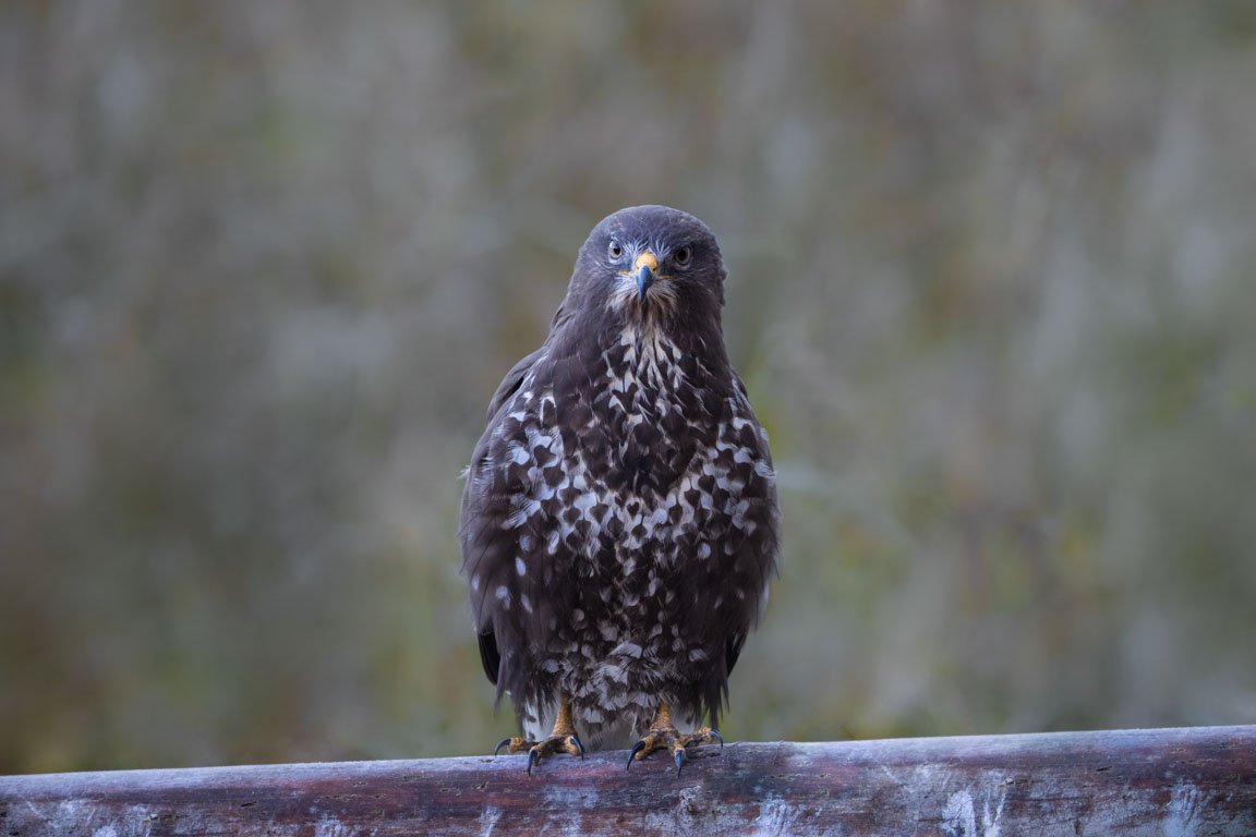 Ormvråk, Common Buzzard, Buteo buteo