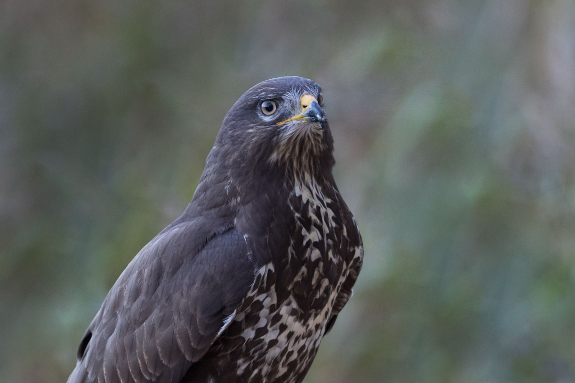 Ormvråk, Common Buzzard, Buteo buteo