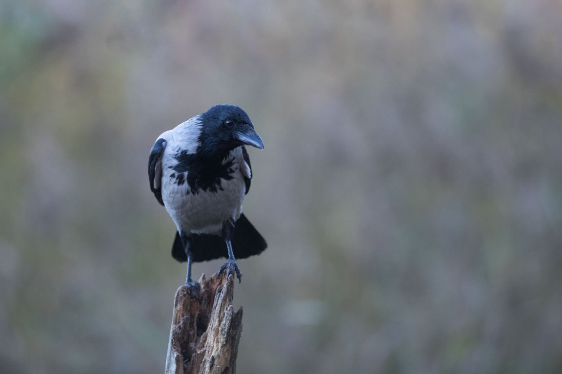 Kråka, Hooded crow, Corvus cornix