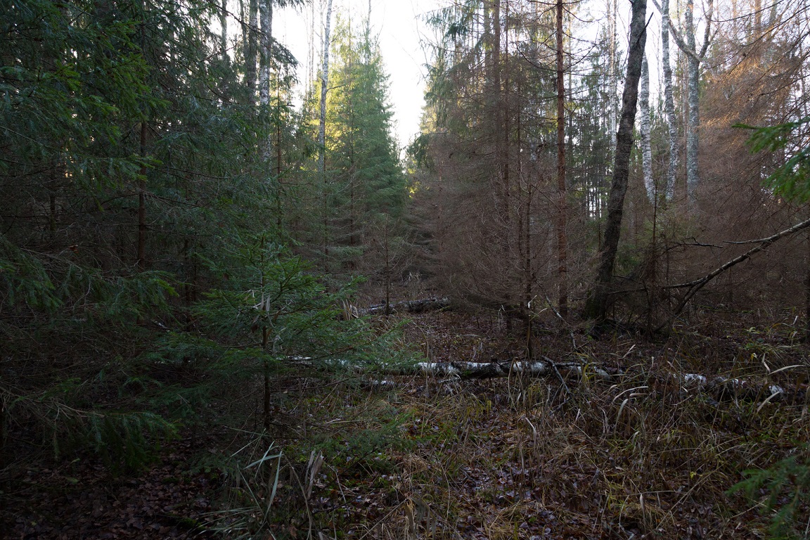 Risig skog