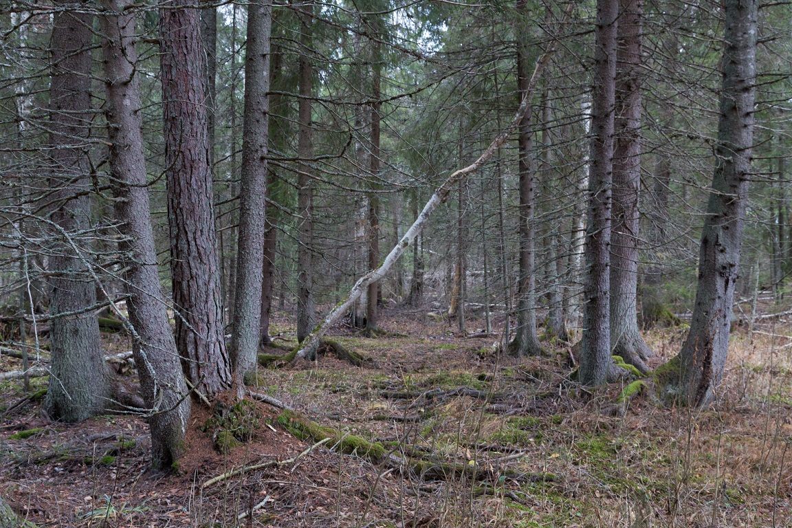 Vägen hem