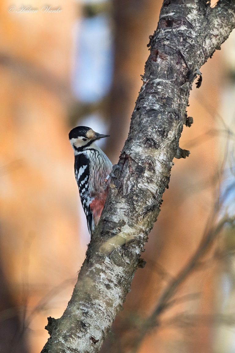 Vitryggig hackspett, White-backed Woodpecker, Dendrocopos leucotos