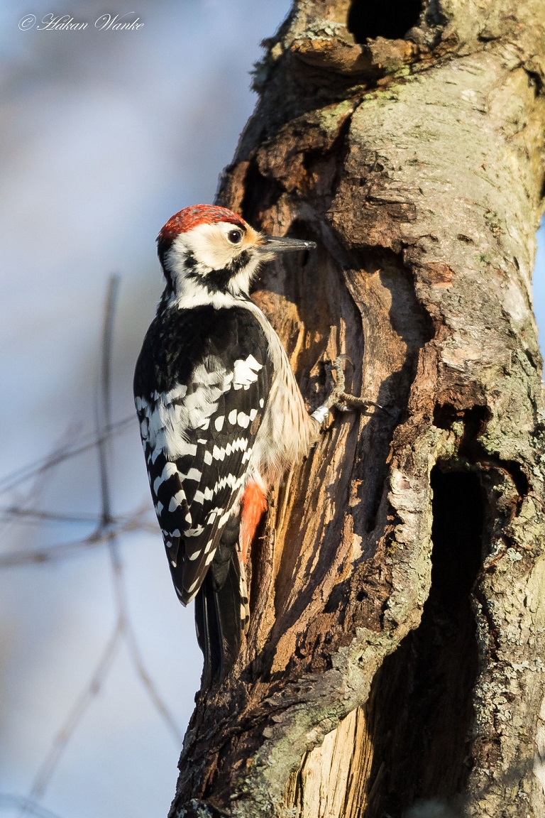 Vitryggig hackspett, White-backed Woodpecker, Dendrocopos leucotos