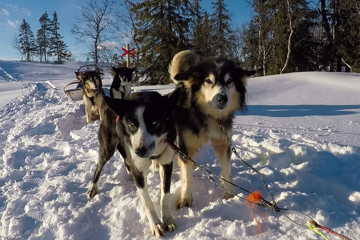 Lynx, Blitzen, Comet och Puma