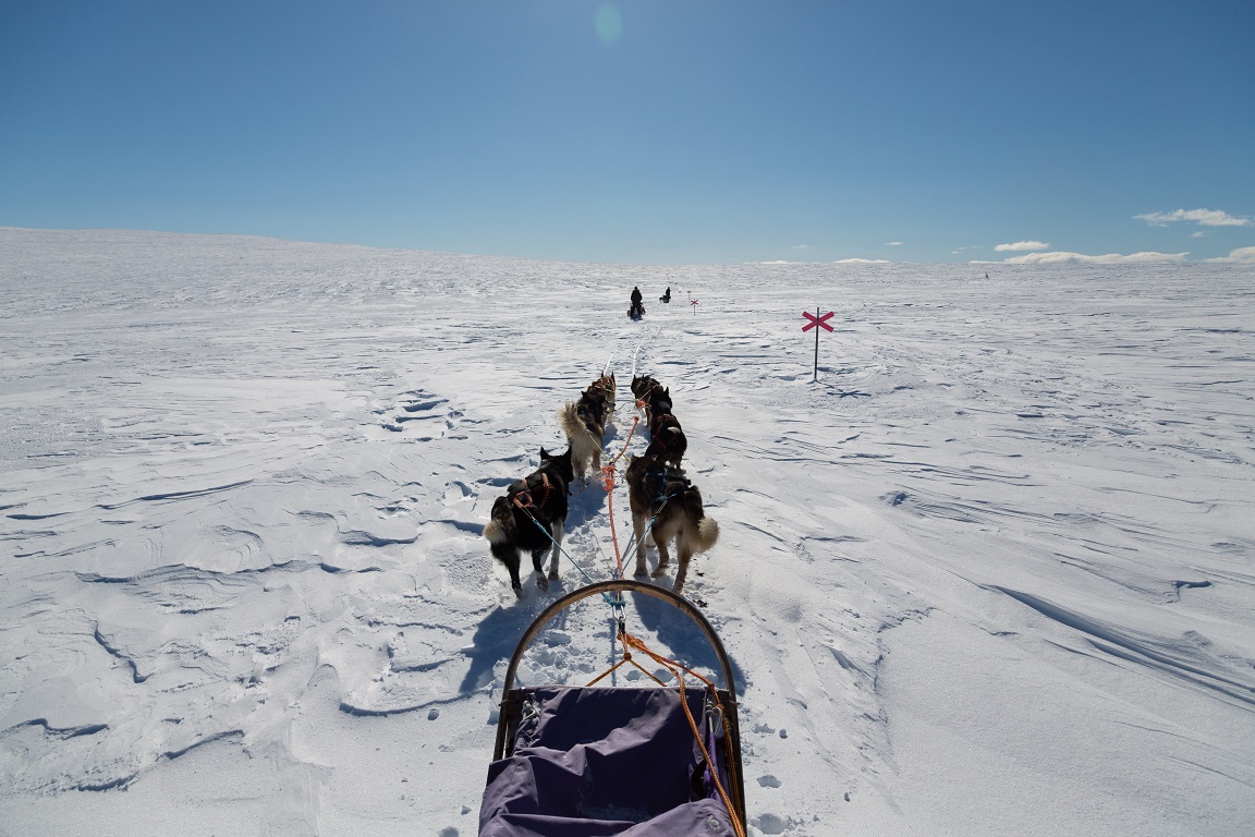 På kalfjället