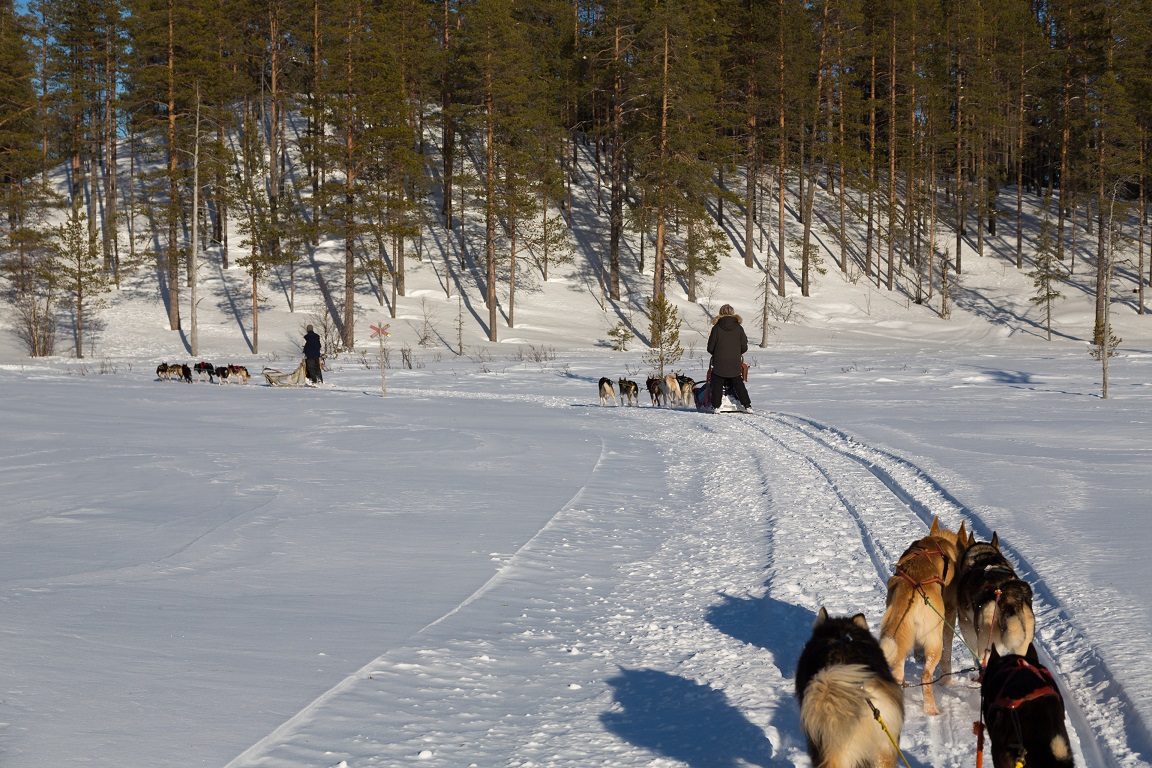 Skogslandskap