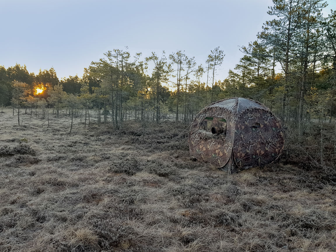 Mitt tyggömsle (doghouse)