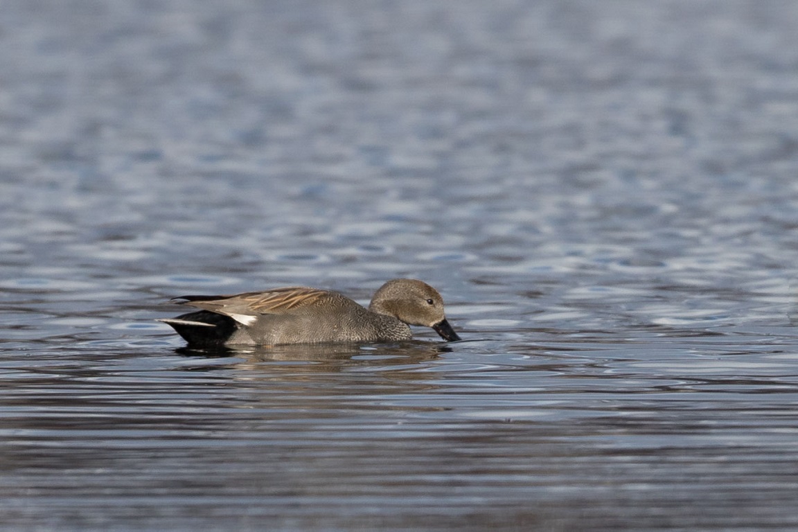 Snatterand, Gadwall, Anas strepera