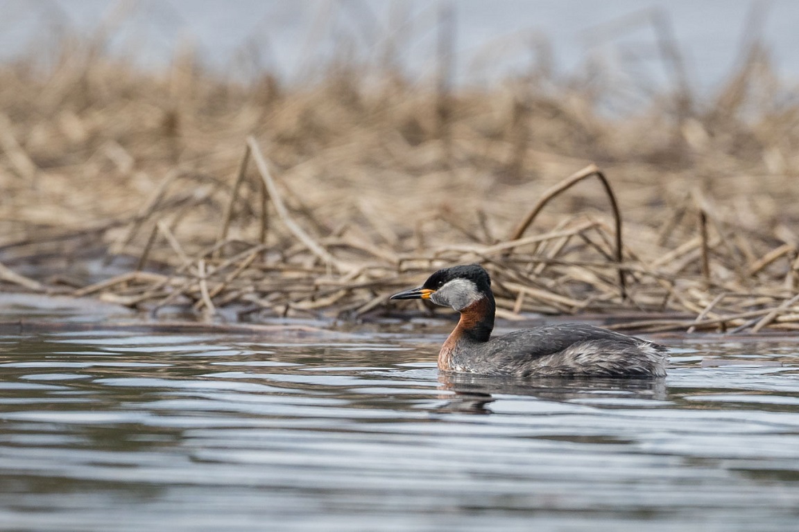 Gråhakedopping, Red-necked Grebe, Podiceps grisegena