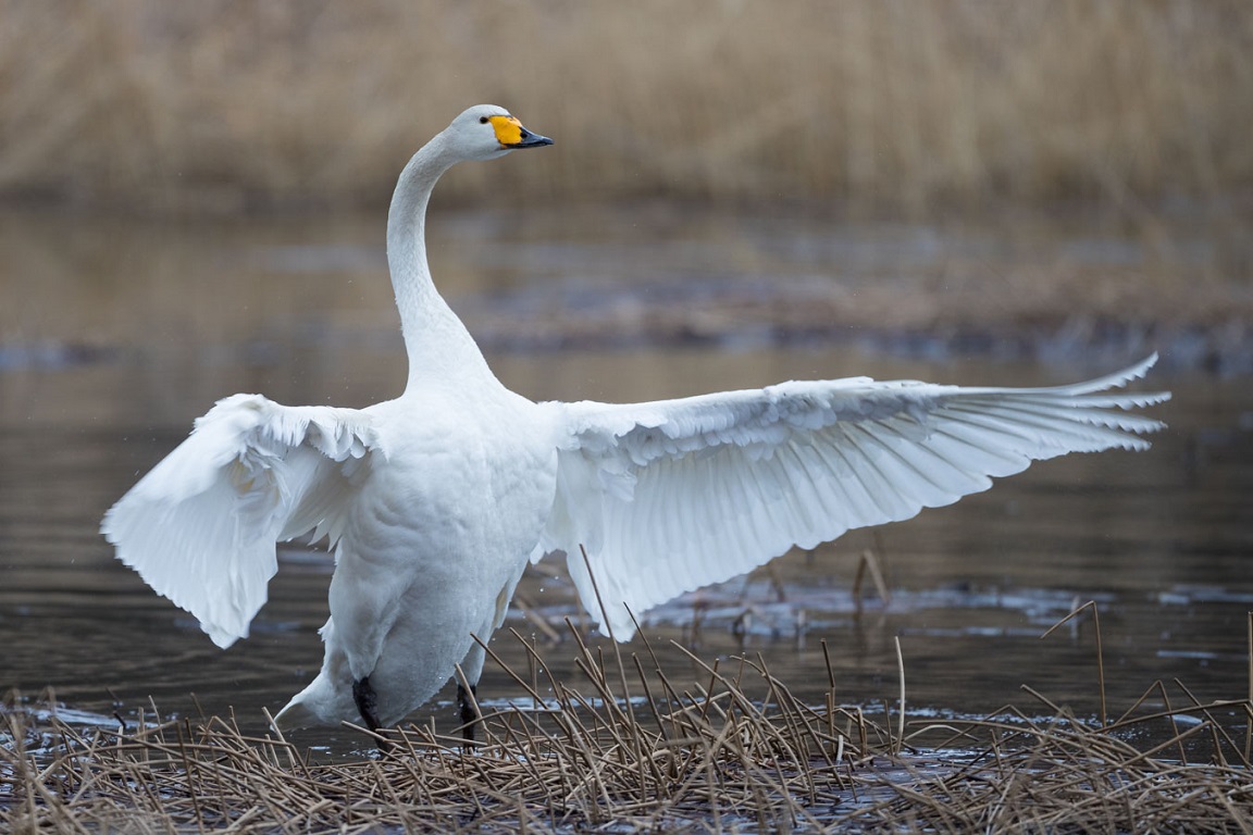 Sångsvan, Whooper Swan, Cygnus cygnus