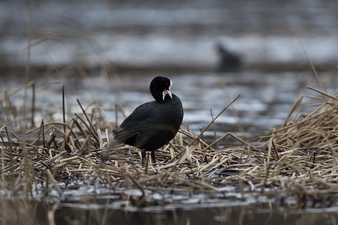 Sothöna, Coot, Fulica atra