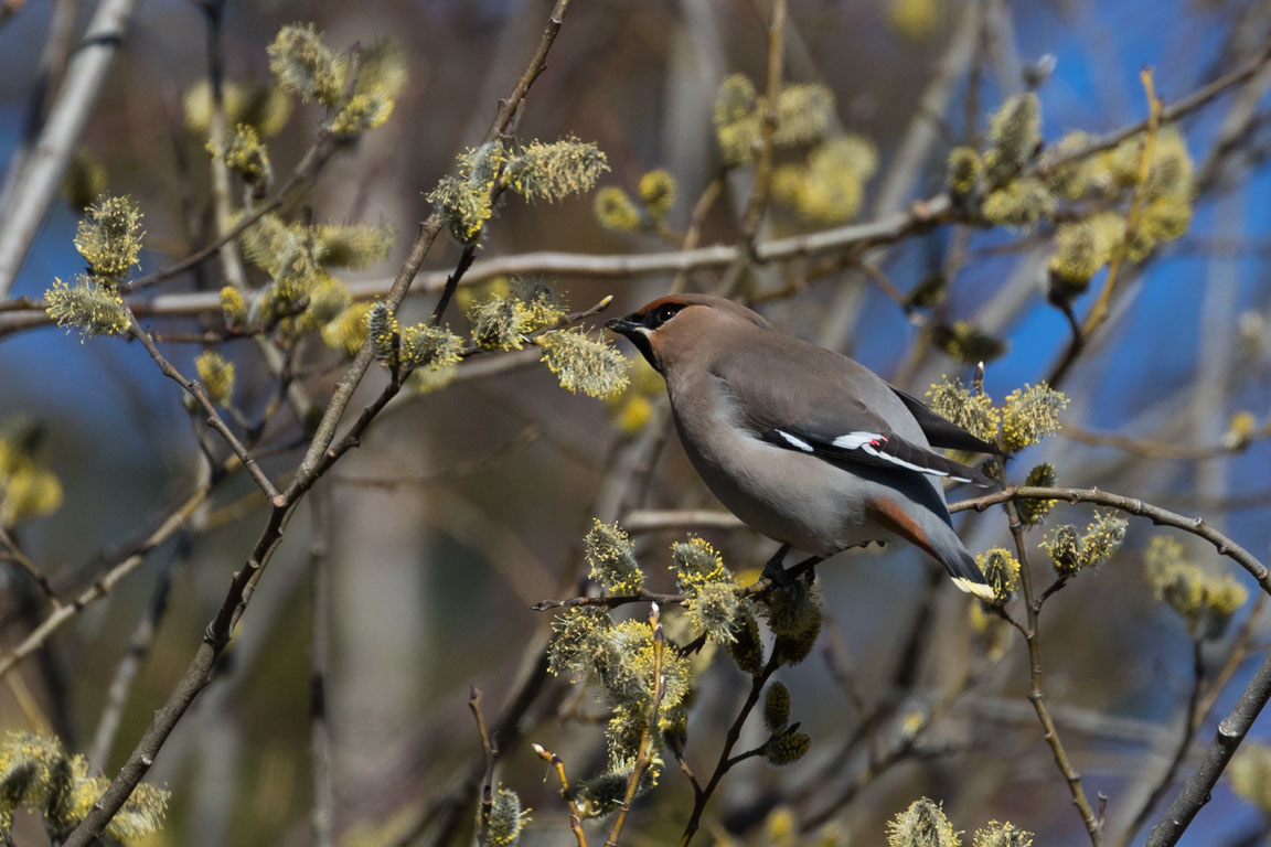 Sidensvans, Bohemian waxwing, Bombycilla garrulus