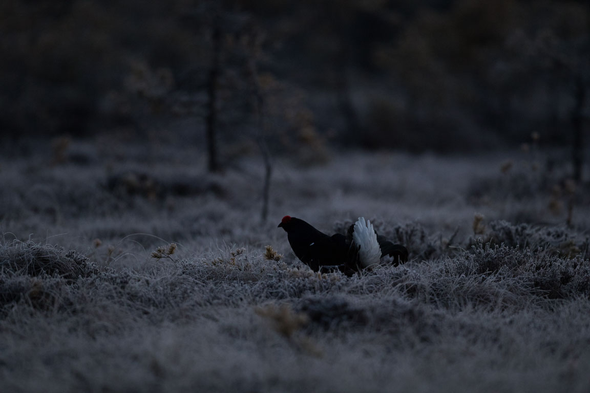 Orre, Black Grouse, Lyrurus tetrix