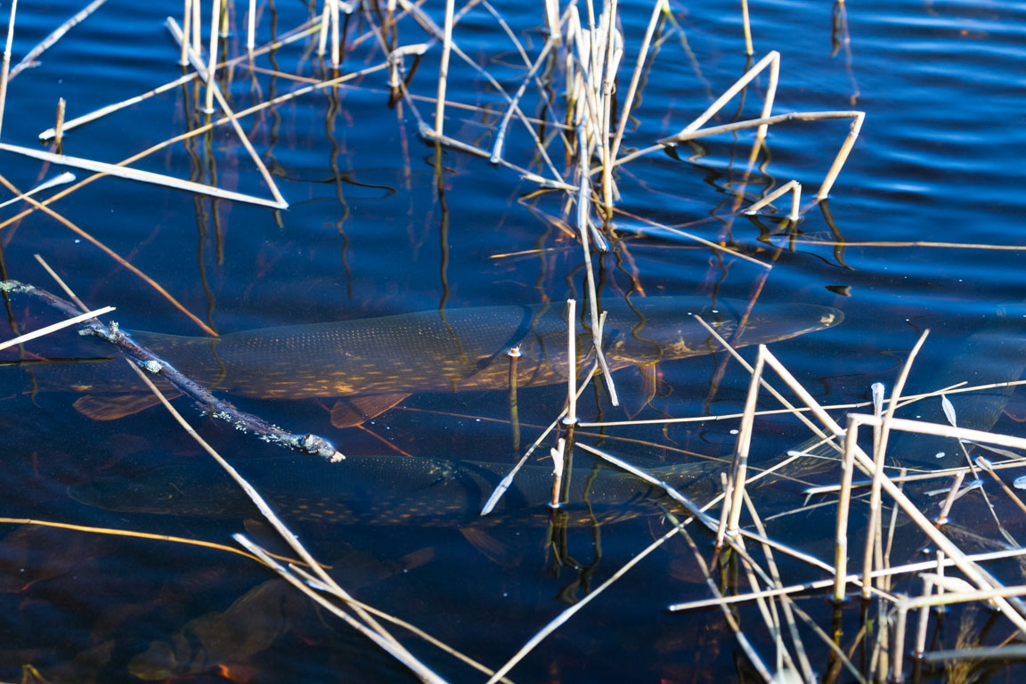 Gädda, Pike, Esox lucius