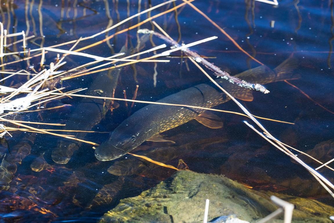 Gädda, Pike, Esox lucius