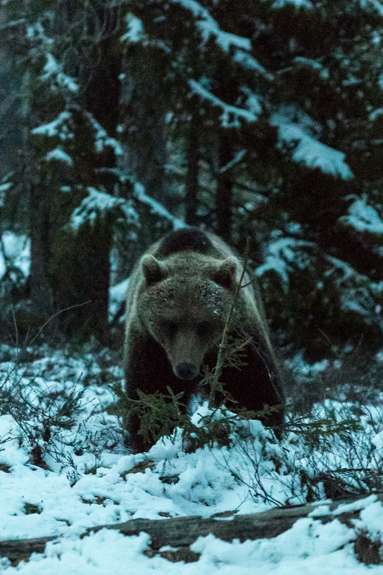 Björn i snö