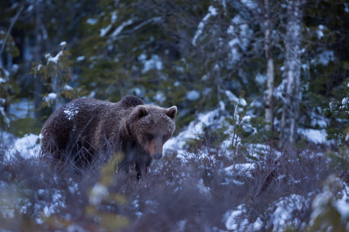 Brunbjörn, Brown bear, Ursus arctos