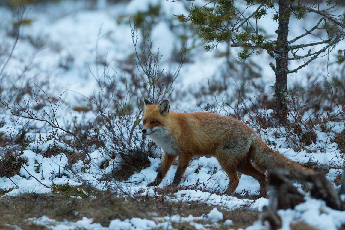 Rödräv, Fox, Vulpes vulpes