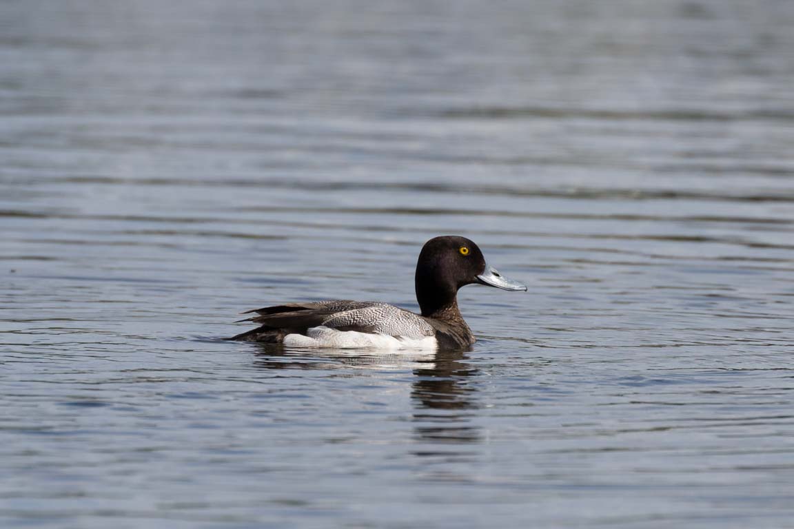 Mindre bergand, Lesser Scaup, Aythya affinis