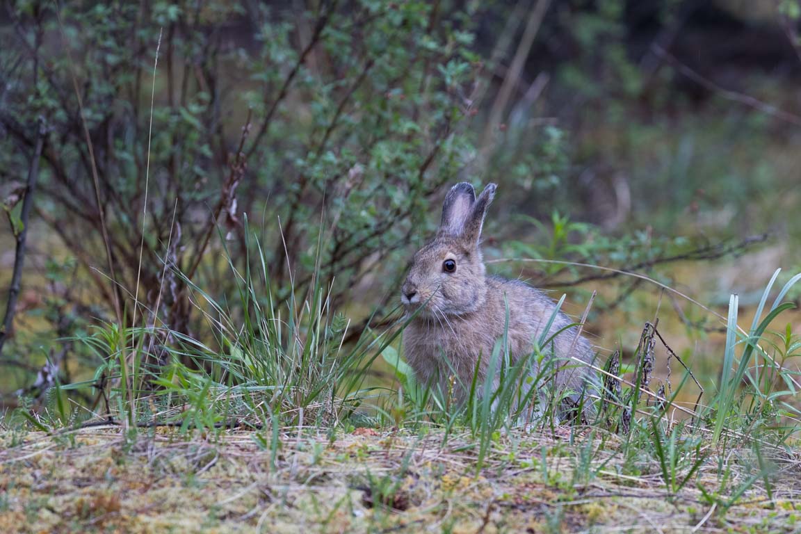 Snöskohare, Snowshoe hare, Lepus americanus