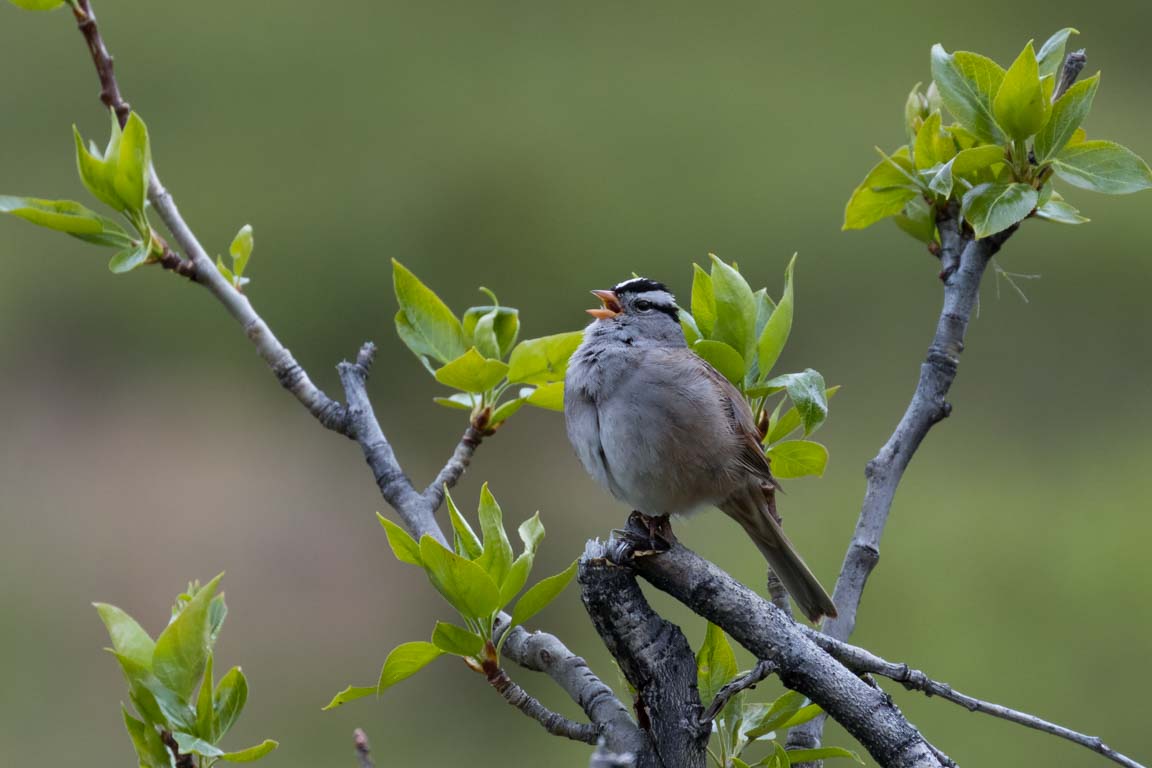 Vitkronad sparv, White-crowned sparrow, Zonotrichia leucophrys