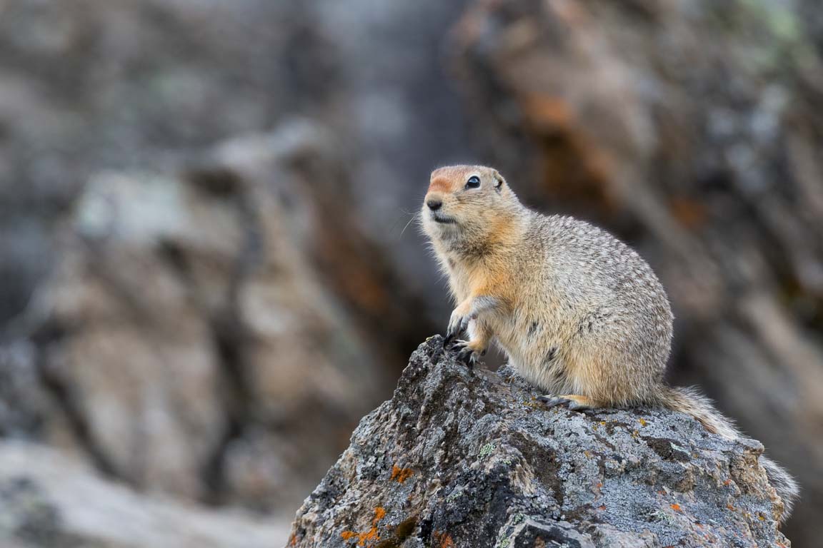 Arktisk sisel, Arctic Ground Squirrel, Urocitellus parryii