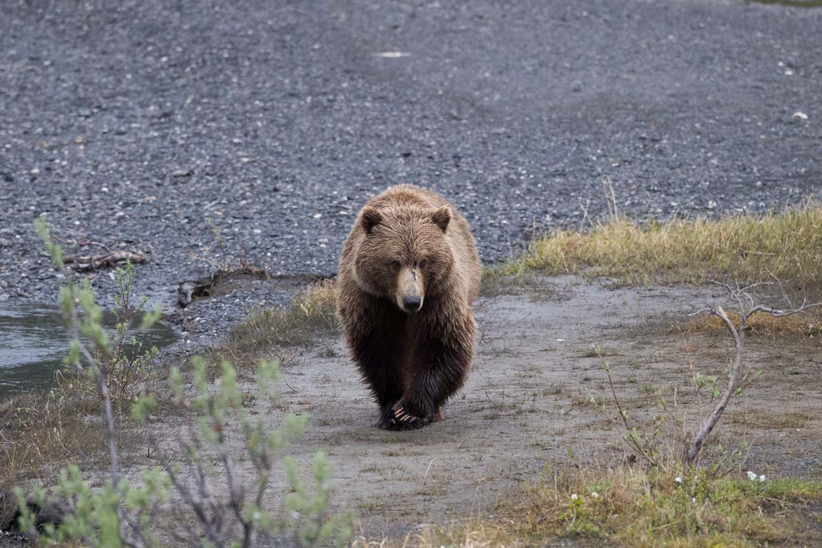 Grizzlybjörn, Grizzly bear, Ursus arctos horribilis