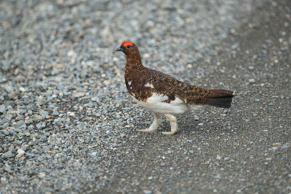 Dalripa, Willow ptarmigan, Lagopus lagopus