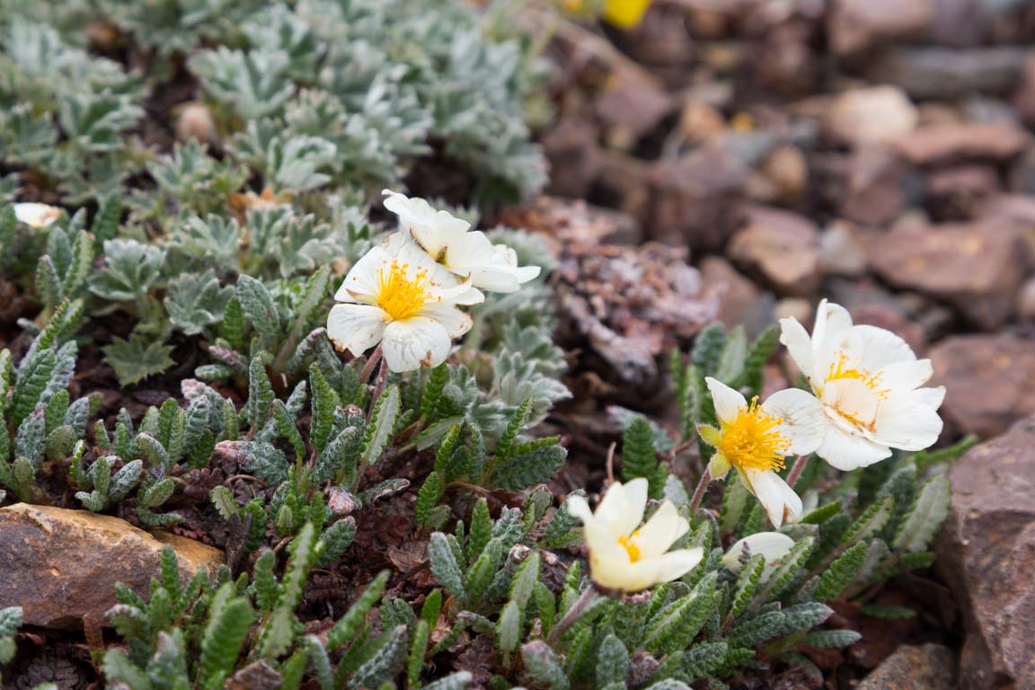 Fjällsippa, Mountain Aven, Dryas octopetala