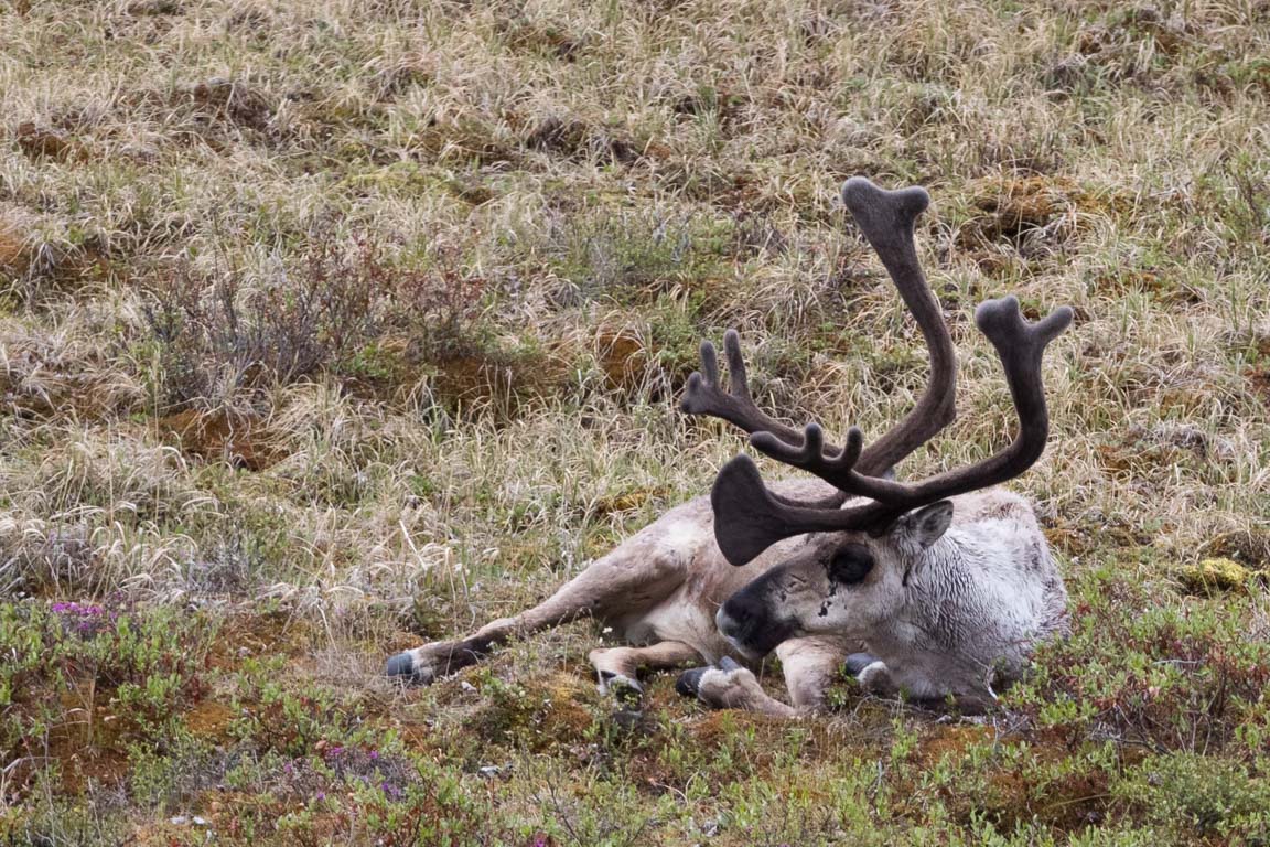 Caribou nära Sable Pass